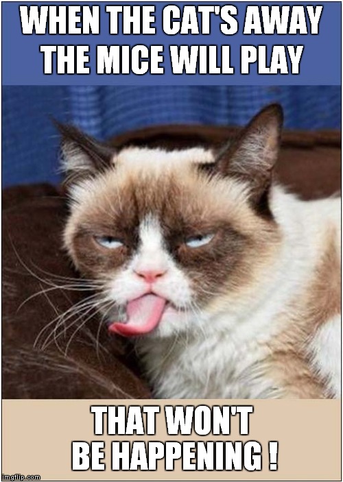 Grumpys  'No Fun For Mice' Plan | WHEN THE CAT'S AWAY; THE MICE WILL PLAY; THAT WON'T BE HAPPENING ! | image tagged in cats,grumpy cat | made w/ Imgflip meme maker