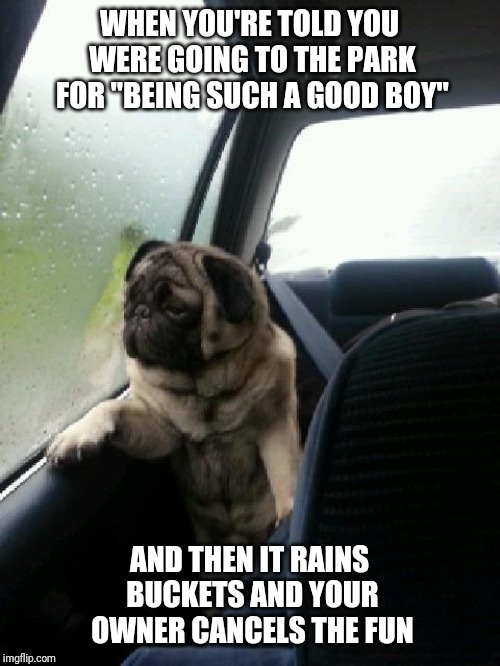 Introspective Pug | WHEN YOU'RE TOLD YOU WERE GOING TO THE PARK FOR "BEING SUCH A GOOD BOY"; AND THEN IT RAINS BUCKETS AND YOUR OWNER CANCELS THE FUN | image tagged in introspective pug | made w/ Imgflip meme maker