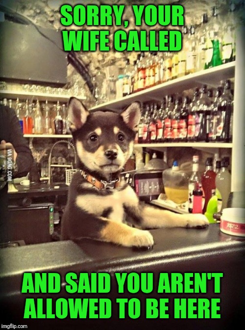 Bartender Puppy | SORRY, YOUR WIFE CALLED AND SAID YOU AREN'T ALLOWED TO BE HERE | image tagged in bartender puppy | made w/ Imgflip meme maker