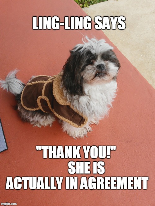 Ling-Ling Says,Thank You | LING-LING SAYS; "THANK YOU!" 
      SHE IS ACTUALLY IN AGREEMENT | image tagged in ling-ling says thank you | made w/ Imgflip meme maker