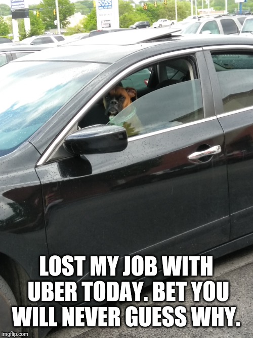 Who Let The Dogs Out? | LOST MY JOB WITH UBER TODAY. BET YOU WILL NEVER GUESS WHY. | image tagged in dogs,driving,uber | made w/ Imgflip meme maker