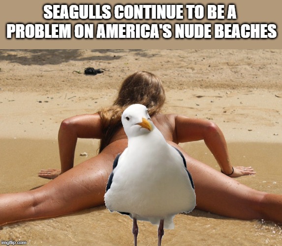 nude beach photographer problems | SEAGULLS CONTINUE TO BE A PROBLEM ON AMERICA'S NUDE BEACHES | image tagged in nude,beach,photography,bad photoshop sunday | made w/ Imgflip meme maker