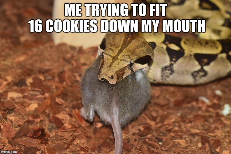 Explaining stuff with snakes | ME TRYING TO FIT 16 COOKIES DOWN MY MOUTH | image tagged in lol | made w/ Imgflip meme maker