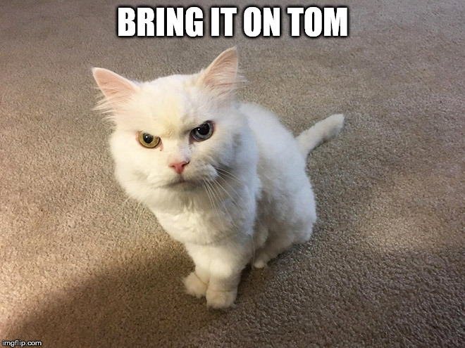 hate cat | BRING IT ON TOM | image tagged in hate cat | made w/ Imgflip meme maker