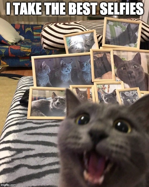 another masterpiece | I TAKE THE BEST SELFIES | image tagged in cat,selfies,framed,photos | made w/ Imgflip meme maker
