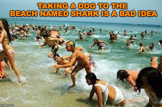 Beached |  TAKING A DOG TO THE BEACH NAMED SHARK IS A BAD IDEA | image tagged in dog,shark,beach,jaws,panic | made w/ Imgflip meme maker