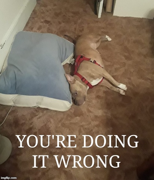 image tagged in fun,fail,fails,dog,you're doing it wrong,bed | made w/ Imgflip meme maker