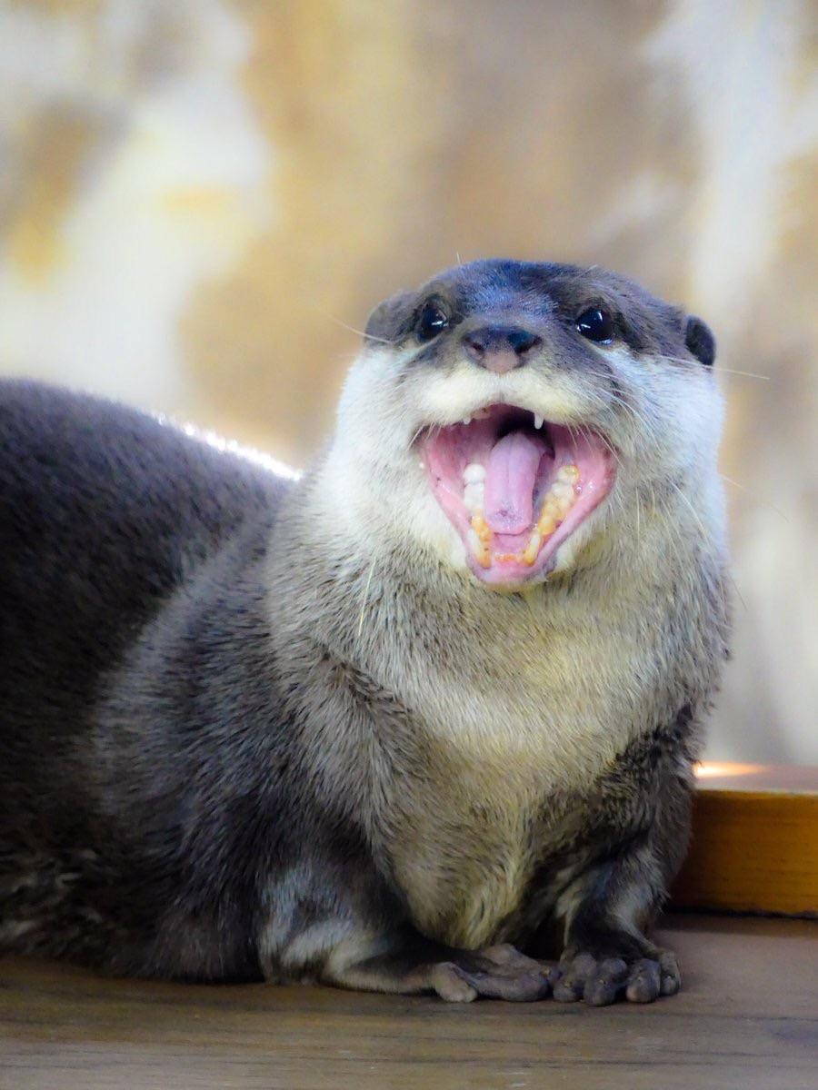 High Quality Happy otter Blank Meme Template