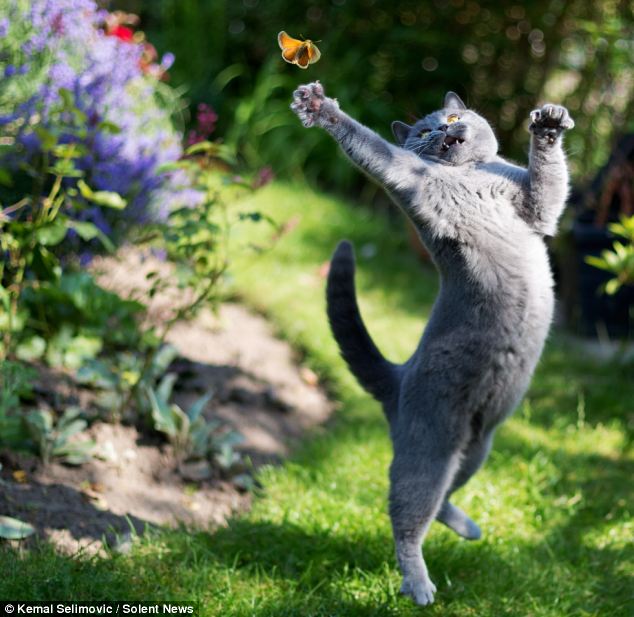 Cat with Butterfly Blank Meme Template