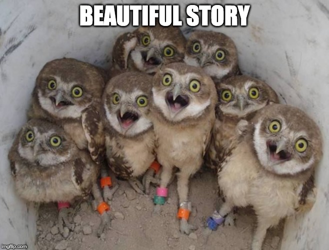 baby owls | BEAUTIFUL STORY | image tagged in baby owls | made w/ Imgflip meme maker