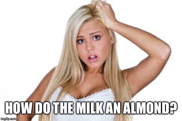 Dumb Blonde | HOW DO THE MILK AN ALMOND? | image tagged in dumb blonde | made w/ Imgflip meme maker