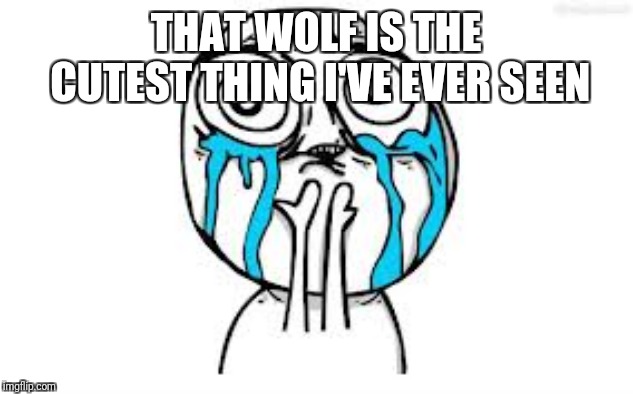 Crying Because Of Cute Meme | THAT WOLF IS THE CUTEST THING I'VE EVER SEEN | image tagged in memes,crying because of cute | made w/ Imgflip meme maker