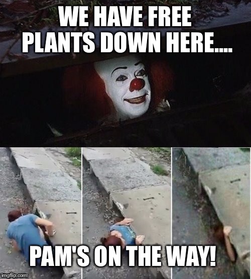 Pennywise | WE HAVE FREE PLANTS DOWN HERE.... PAM'S ON THE WAY! | image tagged in pennywise | made w/ Imgflip meme maker