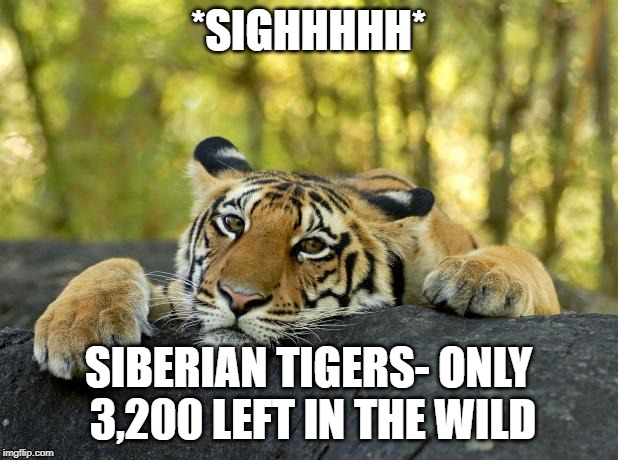 Confession Tiger | *SIGHHHHH*; SIBERIAN TIGERS- ONLY 3,200 LEFT IN THE WILD | image tagged in confession tiger | made w/ Imgflip meme maker