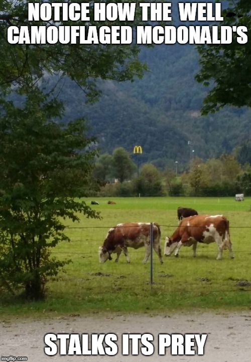 You Won't See This On National Geographic!! | image tagged in mcdonald's,cows,prey | made w/ Imgflip meme maker