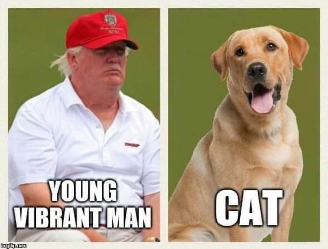 Young Vibrant Cat | image tagged in young vibrant trump,trump,cat,dog | made w/ Imgflip meme maker