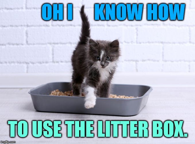 OH I      KNOW HOW TO USE THE LITTER BOX. | made w/ Imgflip meme maker