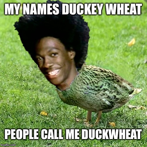 DuckWheat | MY NAMES DUCKEY WHEAT PEOPLE CALL ME DUCKWHEAT | image tagged in duckwheat | made w/ Imgflip meme maker