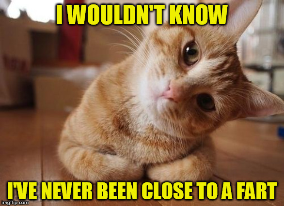 Curious Question Cat | I WOULDN'T KNOW I'VE NEVER BEEN CLOSE TO A FART | image tagged in curious question cat | made w/ Imgflip meme maker
