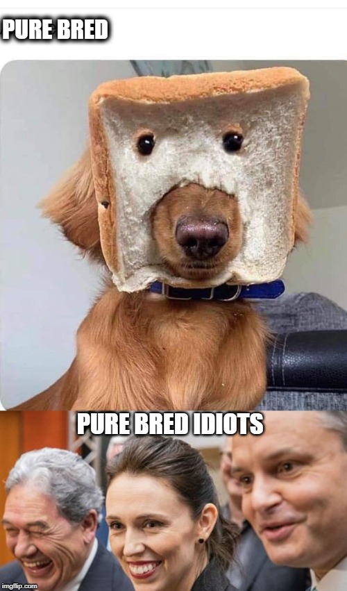 Dog | PURE BRED; PURE BRED IDIOTS | image tagged in dog | made w/ Imgflip meme maker