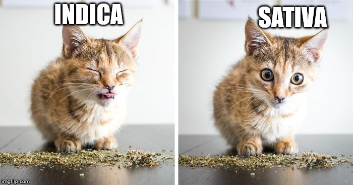 SATIVA; INDICA | image tagged in cats,funny cats,funny cat memes,kittens,kitten | made w/ Imgflip meme maker