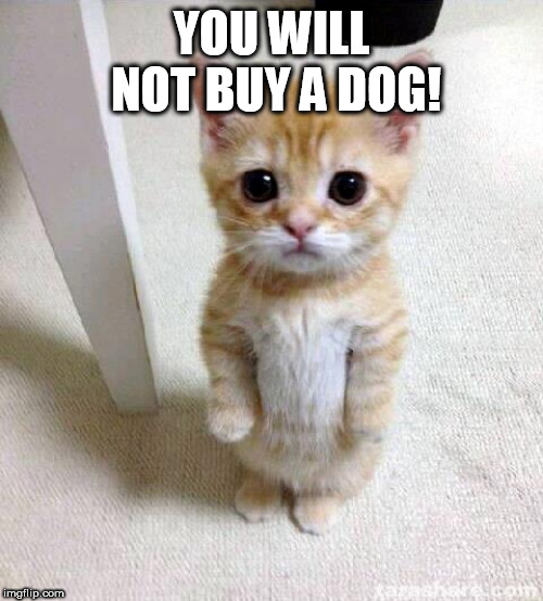 Cute Cat Meme | YOU WILL NOT BUY A DOG! | image tagged in memes,cute cat | made w/ Imgflip meme maker