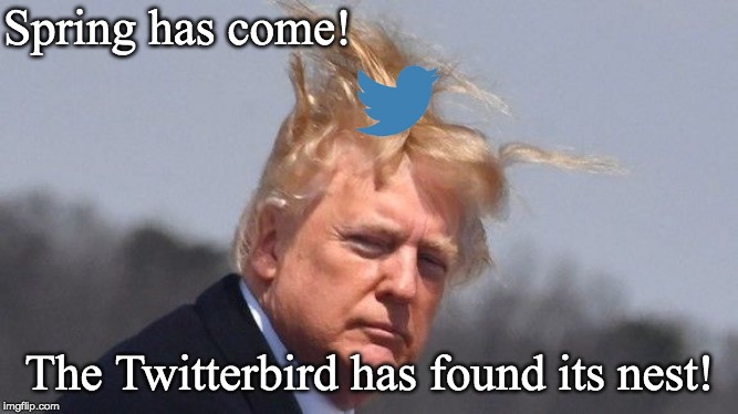 Twitterbird nesting in Trump's Hair |  Spring has come! The Twitterbird has found its nest! | image tagged in trump hair,twitter bird nest,too many tweets,twitter at home,trump tweeters | made w/ Imgflip meme maker