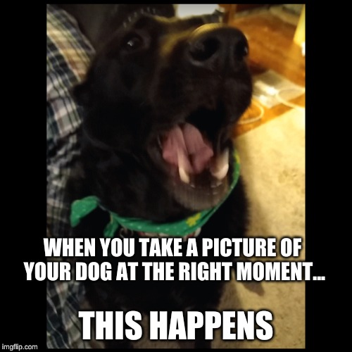 THE LOL DOG | WHEN YOU TAKE A PICTURE OF YOUR DOG AT THE RIGHT MOMENT... THIS HAPPENS | image tagged in yawn,yawning,lol | made w/ Imgflip meme maker
