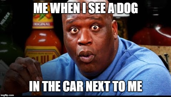 Shaq Eats Wings | ME WHEN I SEE A DOG; IN THE CAR NEXT TO ME | image tagged in shaq eats wings | made w/ Imgflip meme maker