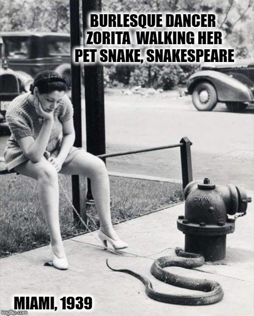 William Snakespeare | BURLESQUE DANCER ZORITA  WALKING HER PET SNAKE, SNAKESPEARE; MIAMI, 1939 | image tagged in vince vance,shakespeare,zorita,burlesque,1939,unusual pets | made w/ Imgflip meme maker