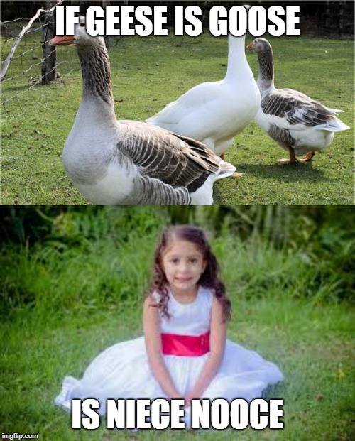 goose | IF GEESE IS GOOSE; IS NIECE NOOCE | image tagged in niece | made w/ Imgflip meme maker