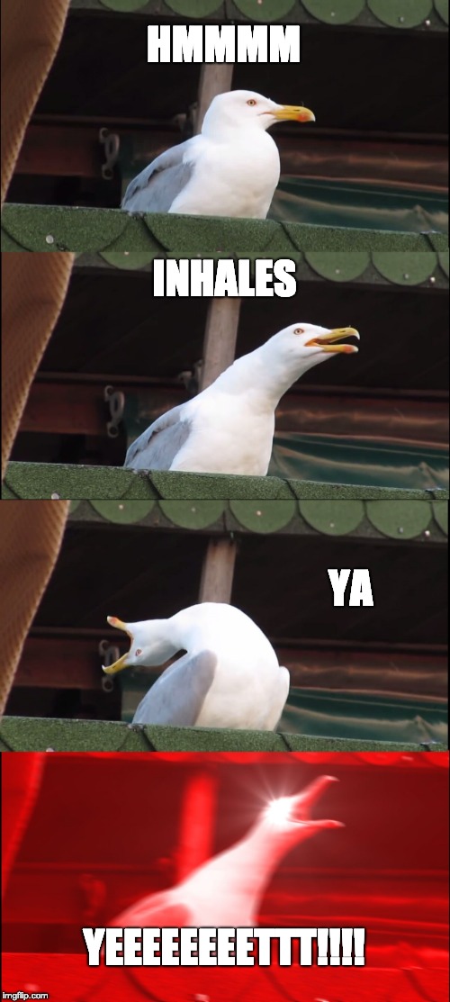 Inhaling Seagull | HMMMM; INHALES; YA; YEEEEEEEETTT!!!! | image tagged in memes,inhaling seagull | made w/ Imgflip meme maker