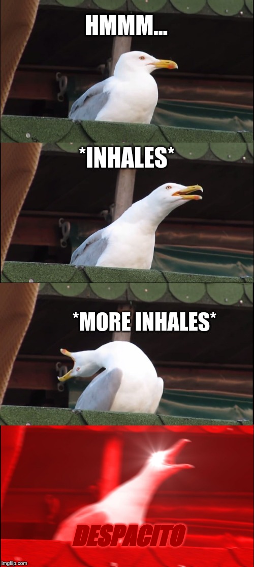Inhaling Seagull Meme | HMMM... *INHALES*; *MORE INHALES*; DESPACITO | image tagged in memes,inhaling seagull | made w/ Imgflip meme maker