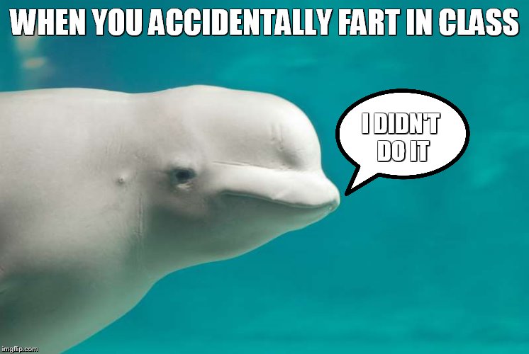 Funny Dolphin | WHEN YOU ACCIDENTALLY FART IN CLASS; I DIDN'T DO IT | image tagged in funny dolphin | made w/ Imgflip meme maker