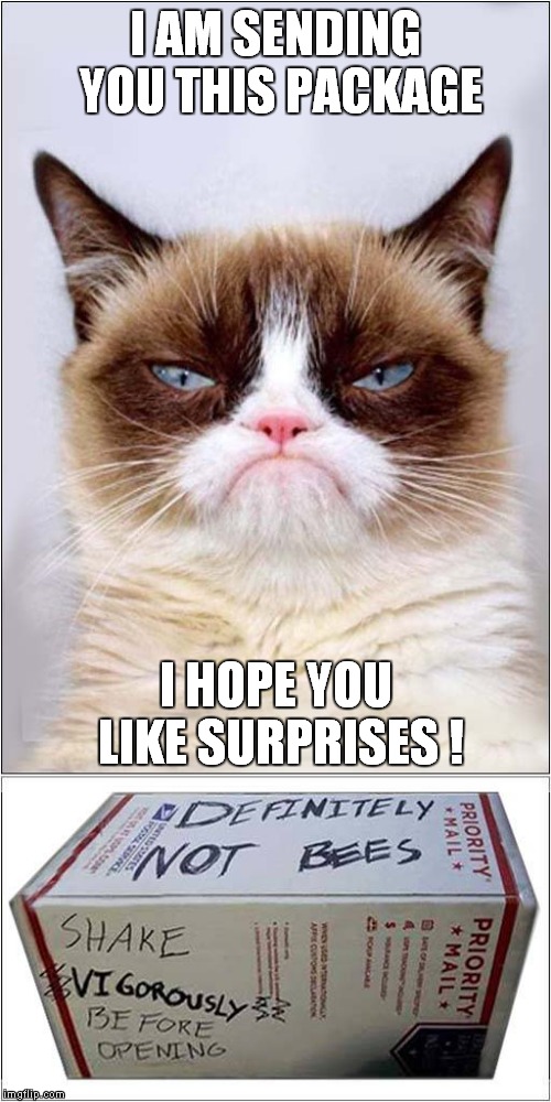 Grumpys Surprise Package | I AM SENDING YOU THIS PACKAGE; I HOPE YOU LIKE SURPRISES ! | image tagged in cats,grumpy cat | made w/ Imgflip meme maker