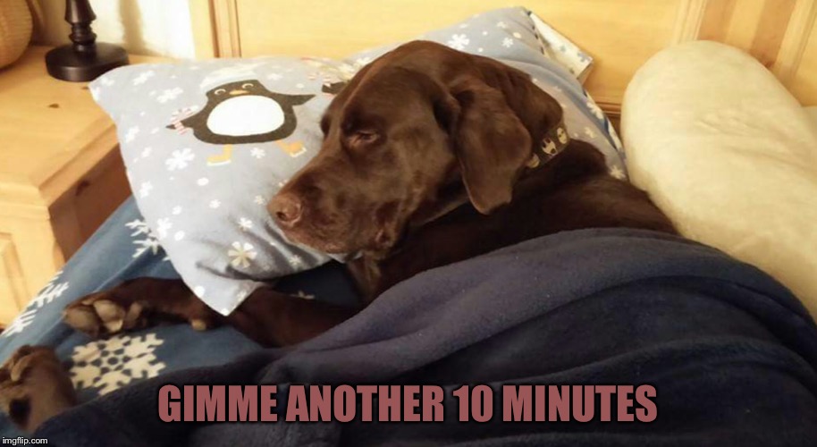 Chuckie the Chocolate Lab  | GIMME ANOTHER 10 MINUTES | image tagged in chuckie the chocolate lab | made w/ Imgflip meme maker