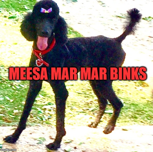 MEESA MAR MAR BINKS | image tagged in marley poodle | made w/ Imgflip meme maker