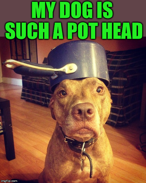 Wait for the stoned picture | MY DOG IS SUCH A POT HEAD | image tagged in dog,pothead,bad pun,funny meme | made w/ Imgflip meme maker