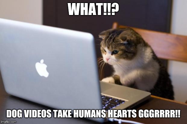 why u!! | WHAT!!? DOG VIDEOS TAKE HUMANS HEARTS GGGRRRR!! | image tagged in cat using computer | made w/ Imgflip meme maker