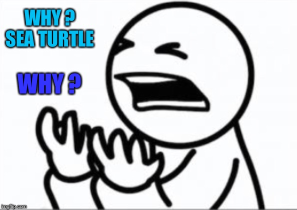 WHY ? SEA TURTLE WHY ? | made w/ Imgflip meme maker