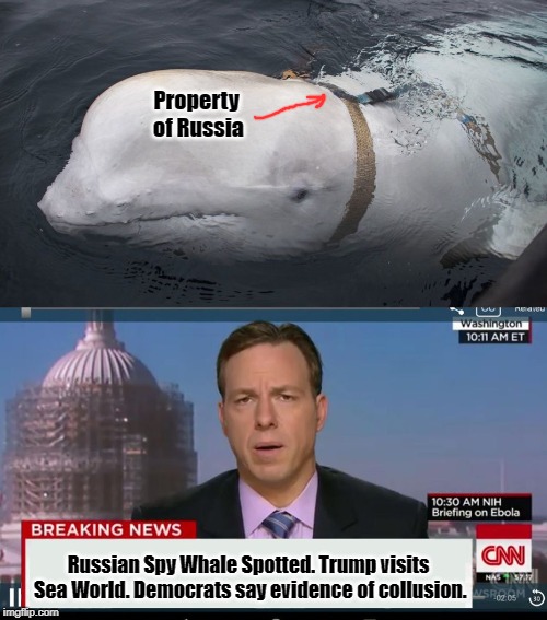 Russia Spy Whale | Property of Russia; Russian Spy Whale Spotted. Trump visits Sea World. Democrats say evidence of collusion. | image tagged in spy whale,russian collusion,democrats | made w/ Imgflip meme maker