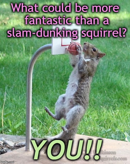 Squirrel basketball | What could be more fantastic than a slam-dunking squirrel? YOU!! | image tagged in squirrel basketball | made w/ Imgflip meme maker