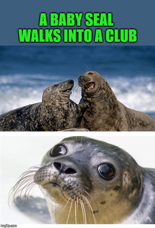 seal joke | A BABY SEAL WALKS INTO A CLUB | image tagged in baby seal,joke,funny,just kidding | made w/ Imgflip meme maker
