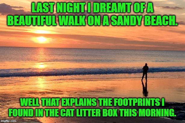 dreams are cool | LAST NIGHT I DREAMT OF A BEAUTIFUL WALK ON A SANDY BEACH. WELL THAT EXPLAINS THE FOOTPRINTS I FOUND IN THE CAT LITTER BOX THIS MORNING. | image tagged in dream,litterbox,joke | made w/ Imgflip meme maker