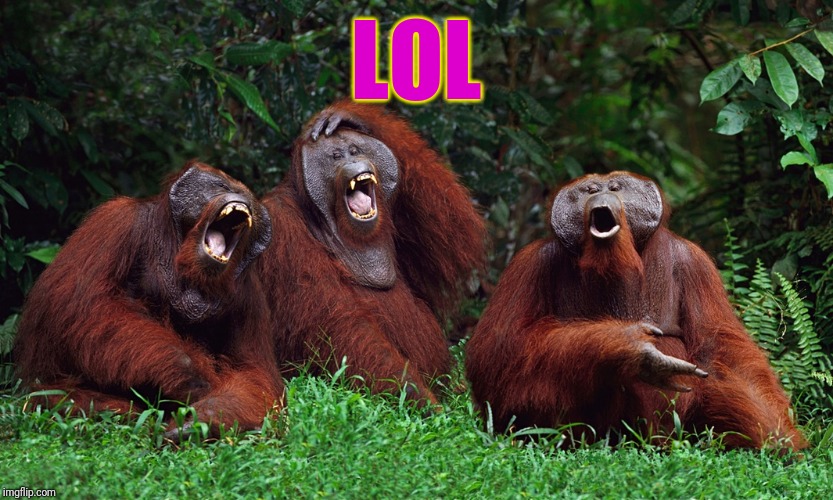 laughing orangutans | LOL | image tagged in laughing orangutans | made w/ Imgflip meme maker