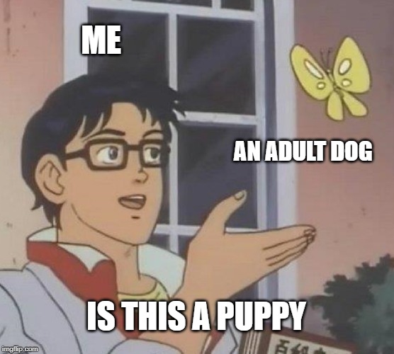 Is This A Pigeon Meme | ME; AN ADULT DOG; IS THIS A PUPPY | image tagged in memes,is this a pigeon | made w/ Imgflip meme maker