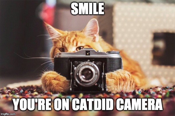 furtography is fun! | SMILE; YOU'RE ON CATDID CAMERA | image tagged in cats,camera,funny cat | made w/ Imgflip meme maker