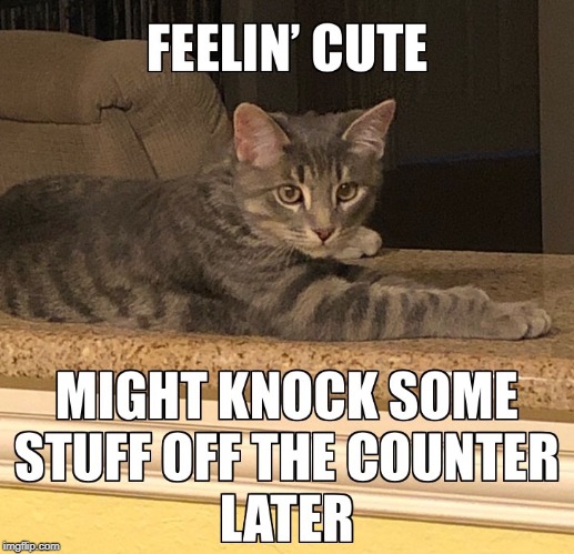 image tagged in funny cat memes,memes,cats | made w/ Imgflip meme maker
