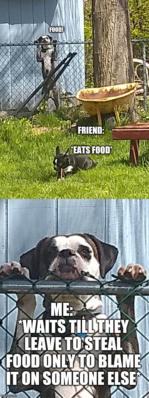 We all have our days | FOOD! FRIEND:          *EATS FOOD*; ME:        *WAITS TILL THEY LEAVE TO STEAL FOOD ONLY TO BLAME IT ON SOMEONE ELSE* | image tagged in boston terrier,boxer,funny,dogs,funny dogs,food | made w/ Imgflip meme maker