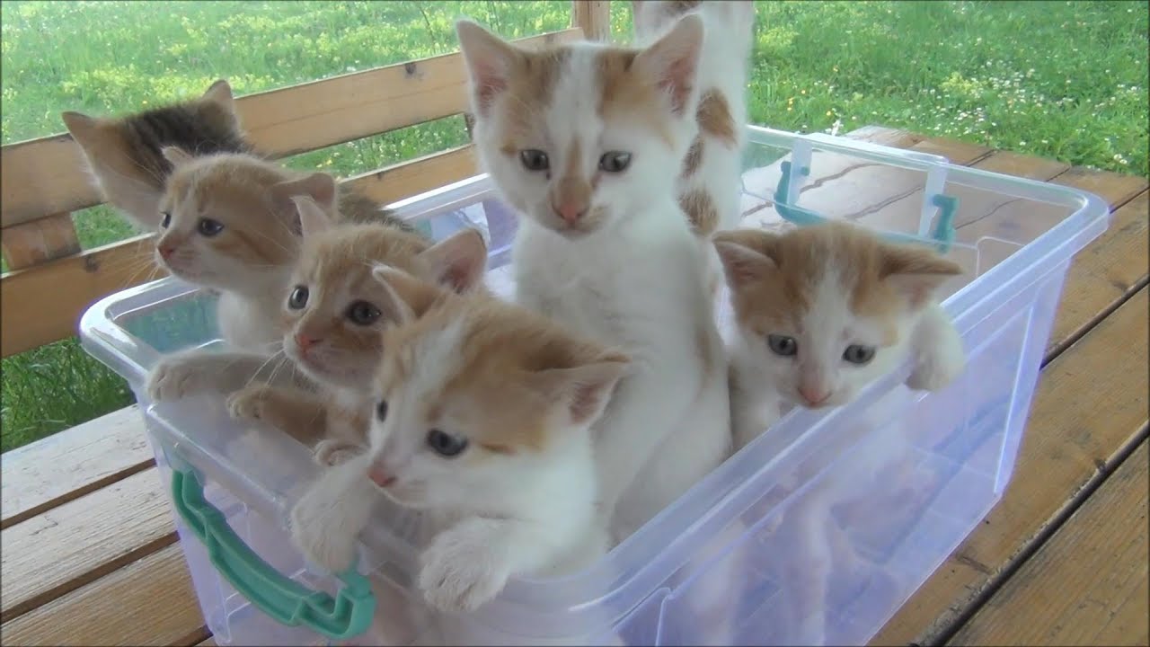 Kittens in plastic tub Blank Meme Template